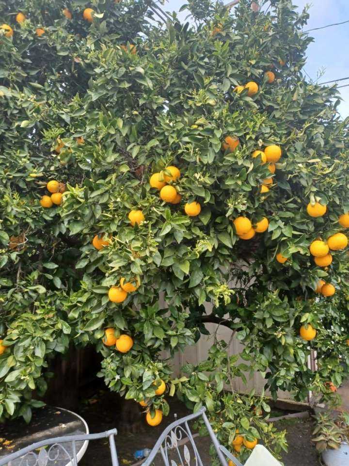 4.29_orange_tree.JPG