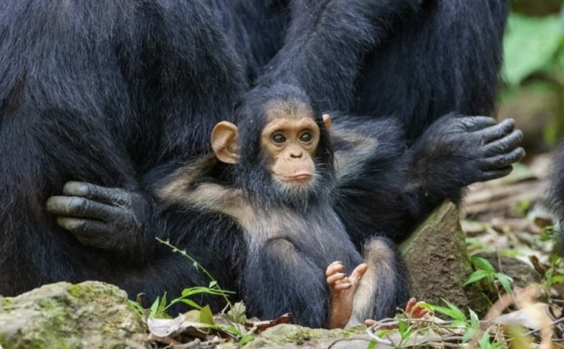 Baby_monkey.png