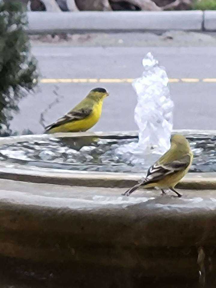 Birds.jpg