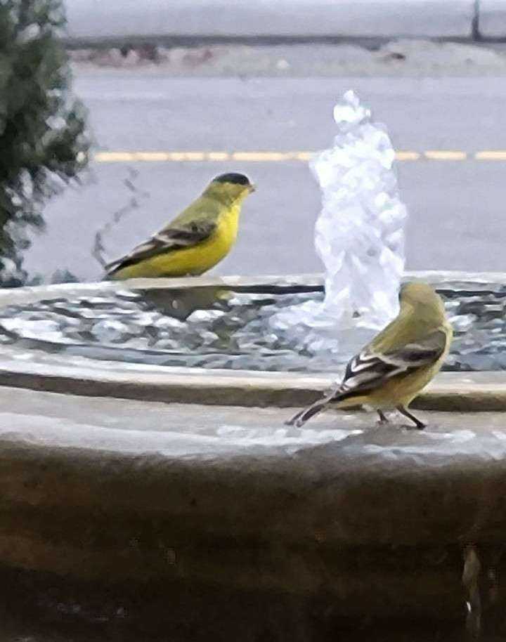 Birds_on_fountain.jpg