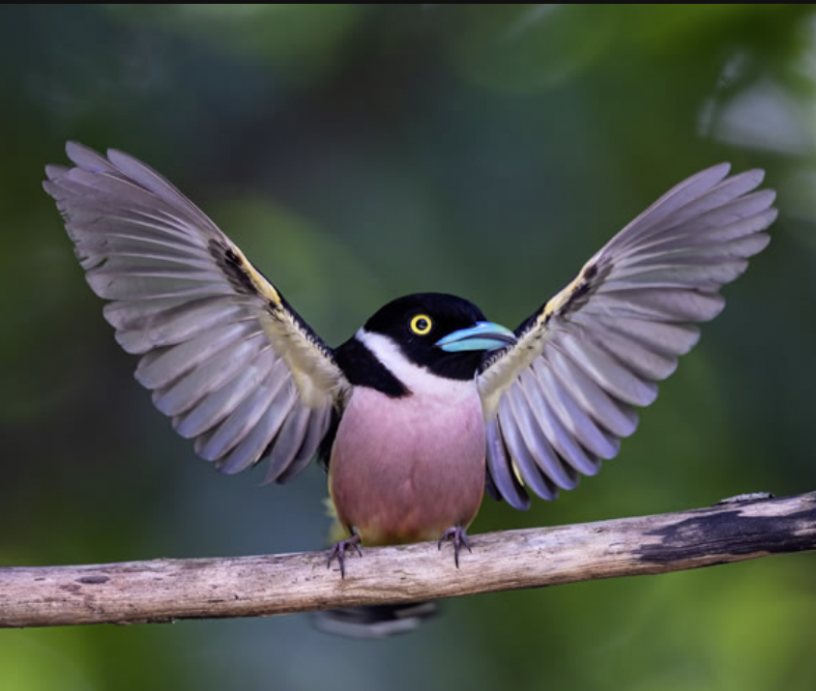 Brid_photo_2.1.24.png