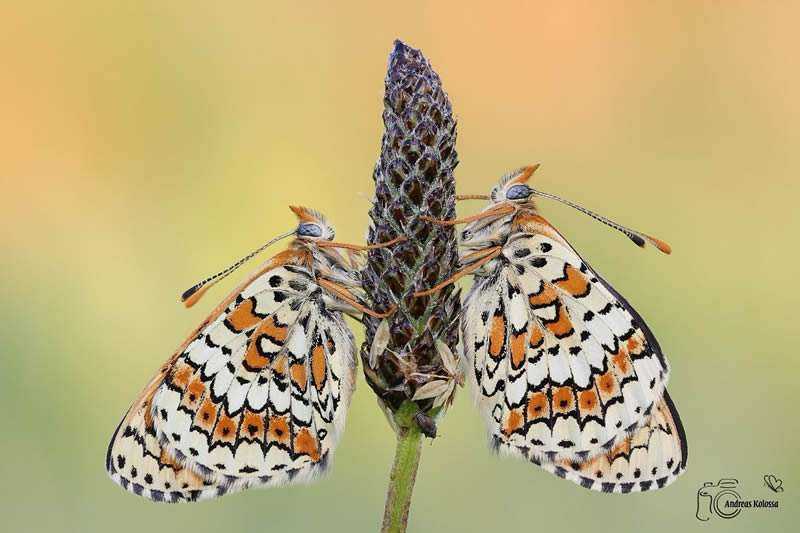 Butterfiles.jpg