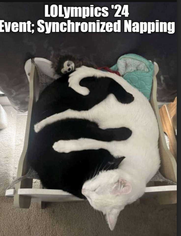 Cat_Olympics2.jpg