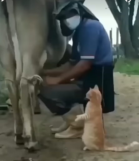 Cat_milk_amusement.png