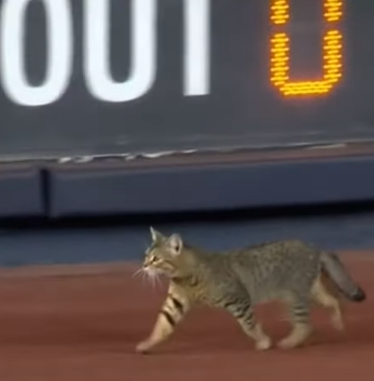 Cat_on_ballfield_1.png