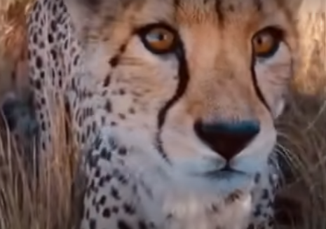 Cheeta.png