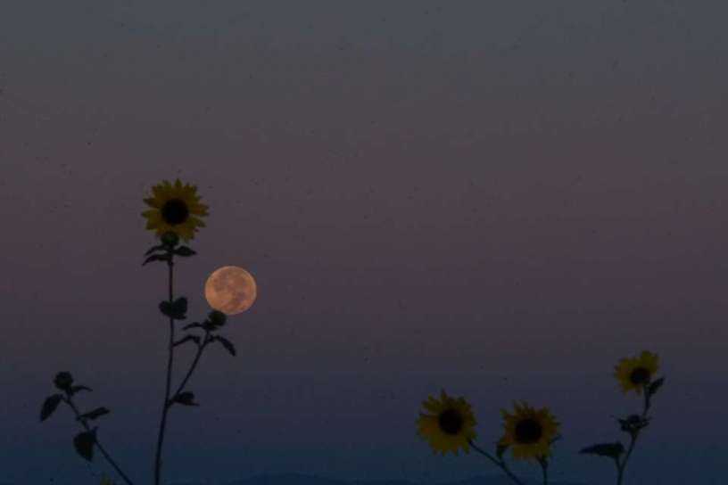 Flower_moon_photo.jpg