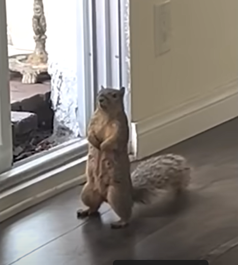 Glenda_the_squirrel.png