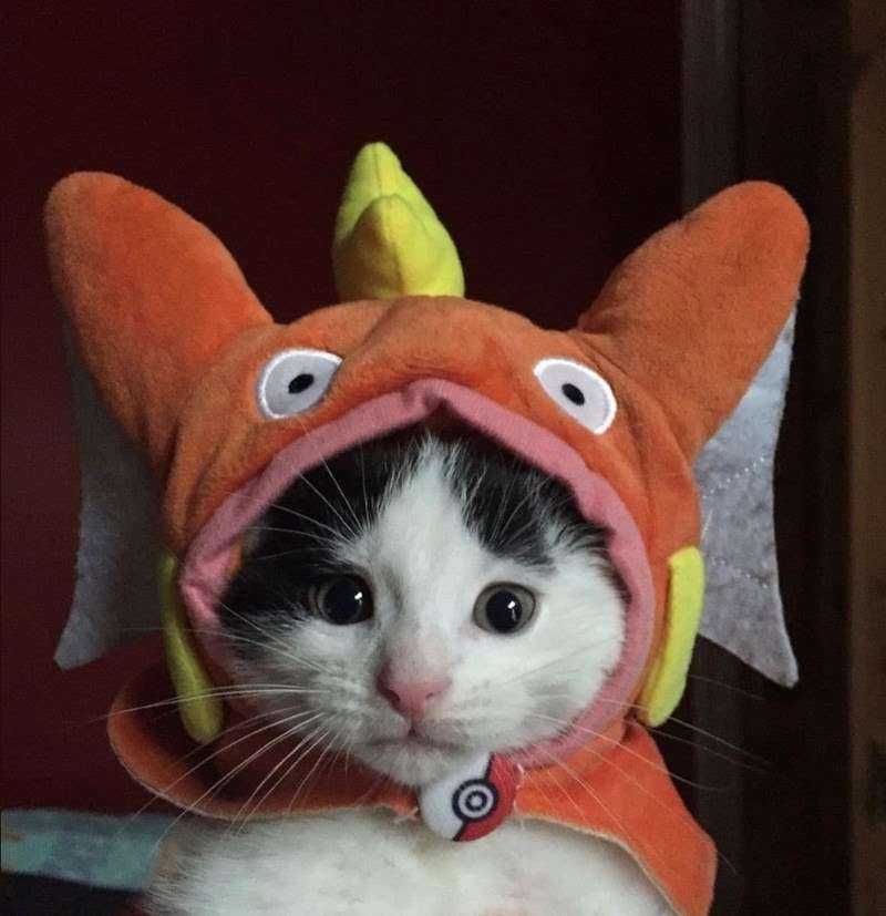 Halloween_kitten.jpeg