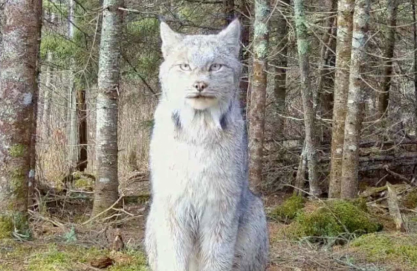 Lynx.png