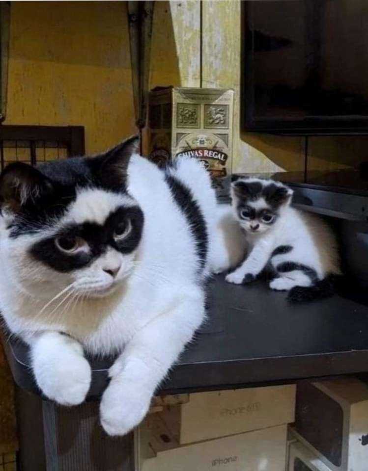 No_dna_test_required.jpg