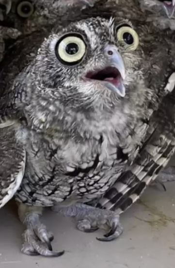 Owl_release.png