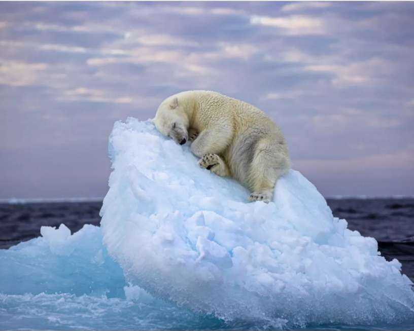 Polar_Bear.jpg