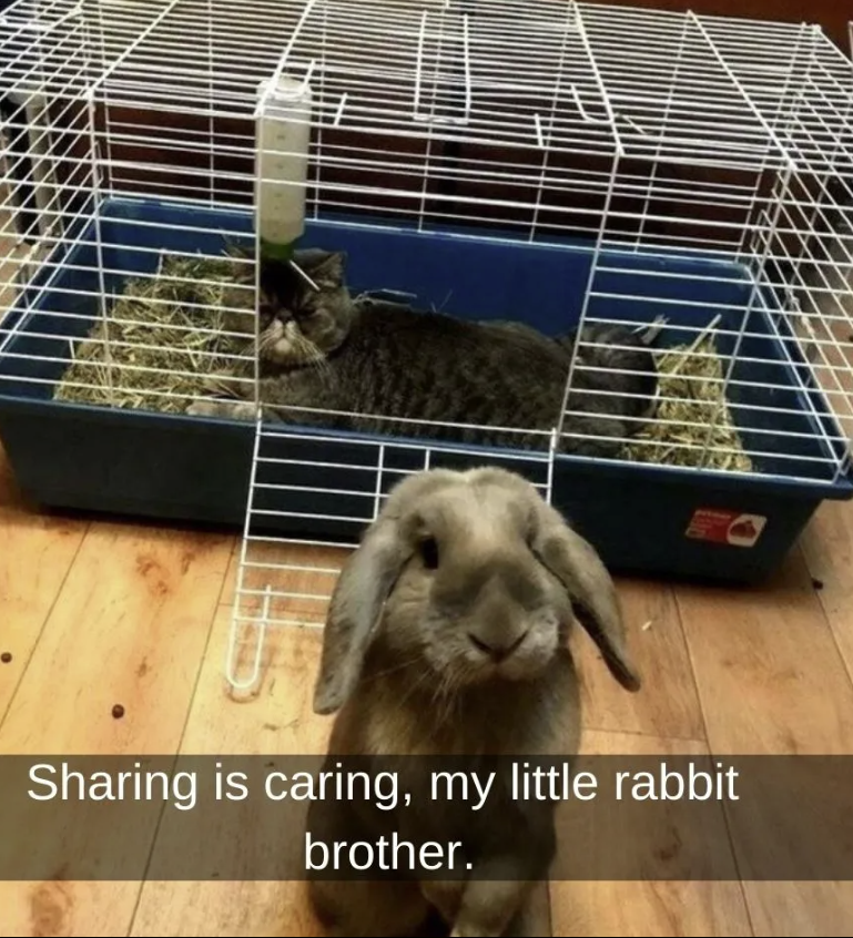 Rabbit_and_cat.png