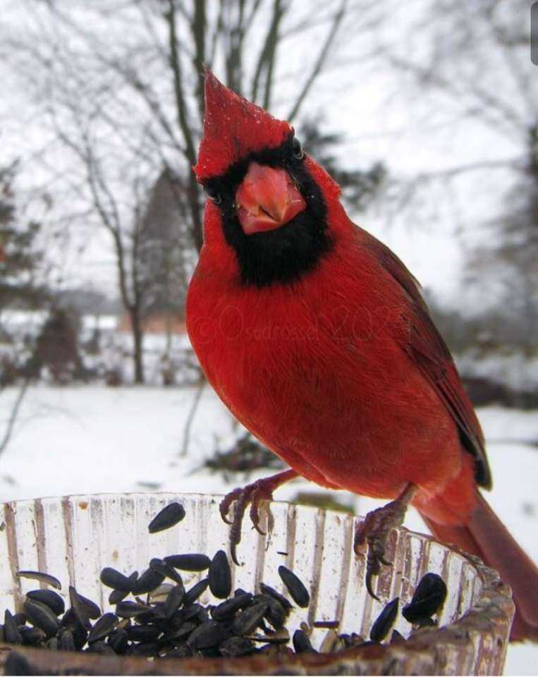 Redbird.jpg