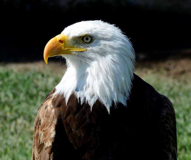 bald_eagle.jpg