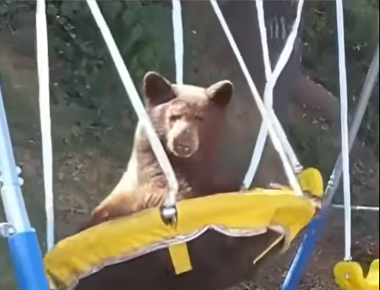 bear_on_swing.png