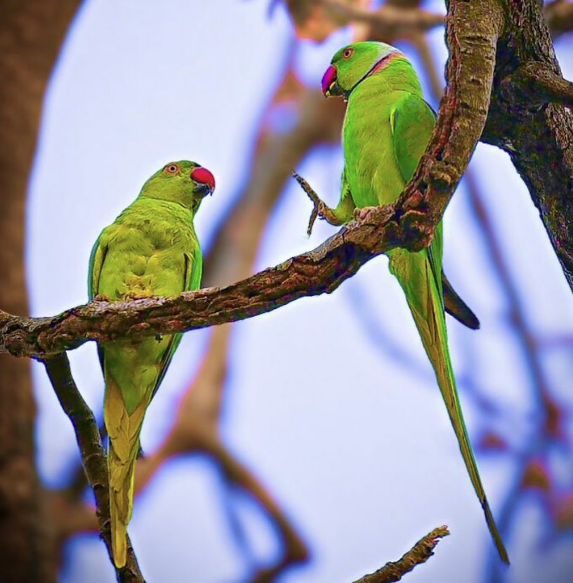 birds.png