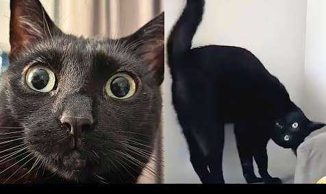 black_cat.jpg