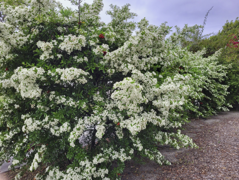 blooming_hedge.png