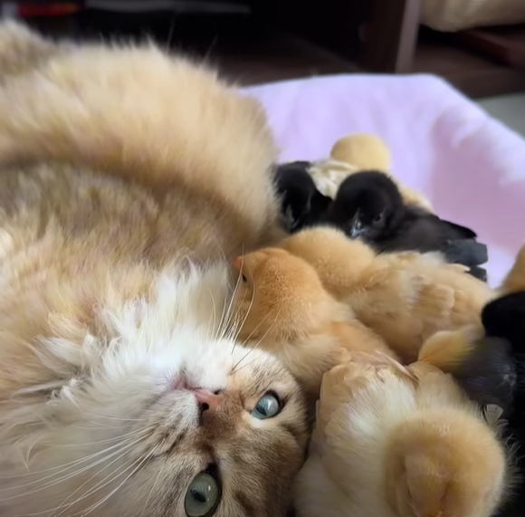 cat_with_chicks.png