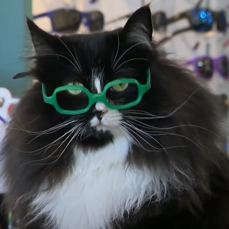 cat_with_glasses.png