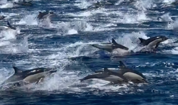 dolphins.png