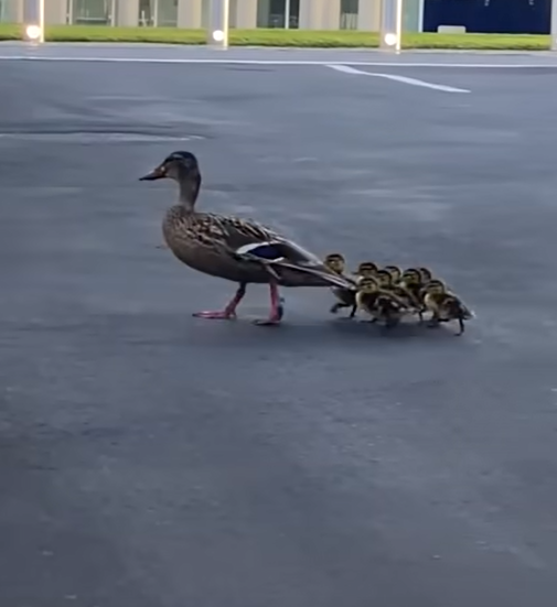 ducks.png