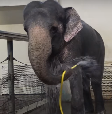 elephant.png