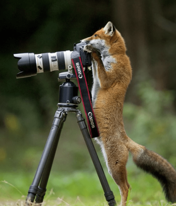 fox.png