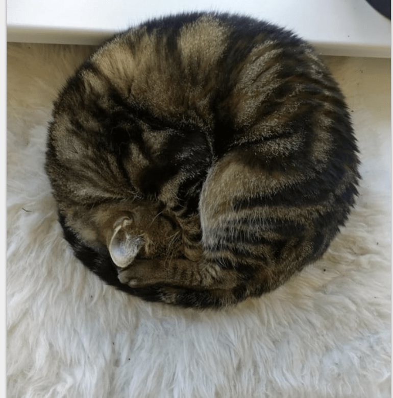geometrical_cat.png
