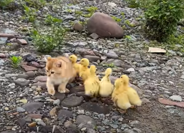 kitten_ducklings.png