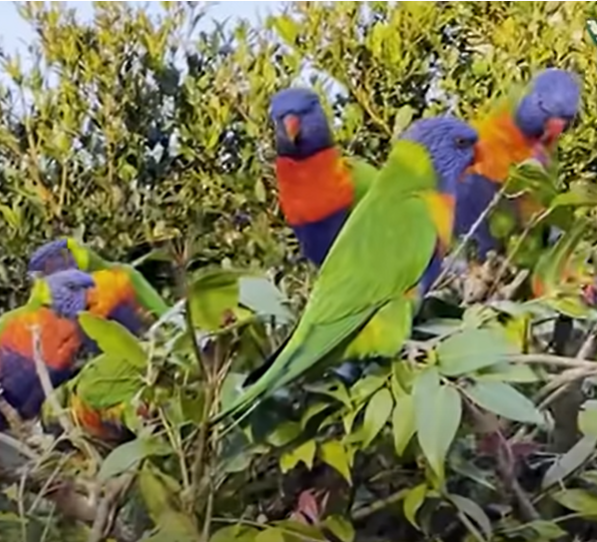 lorikeets.png