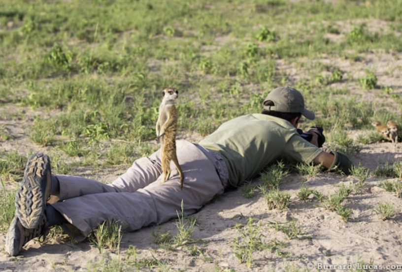 meerkats.png