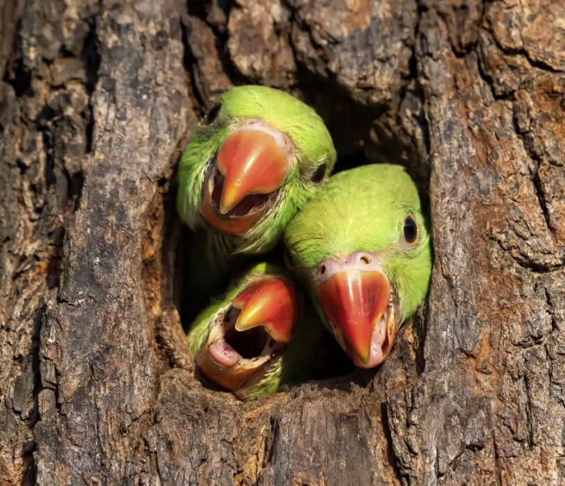 parrots.png