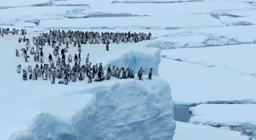 penguins.png penguins.png