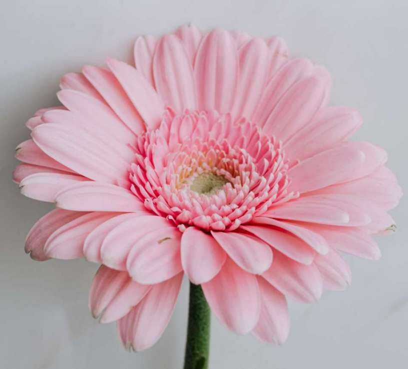 pink_flower.jpg