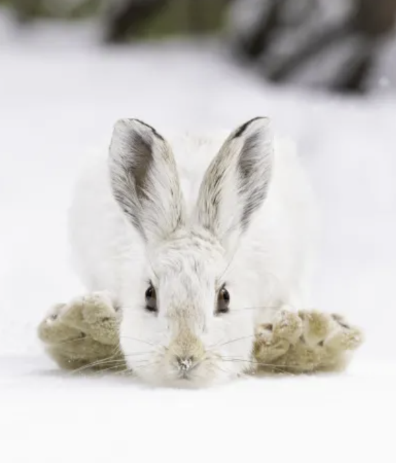 snowshoe_bunny.png