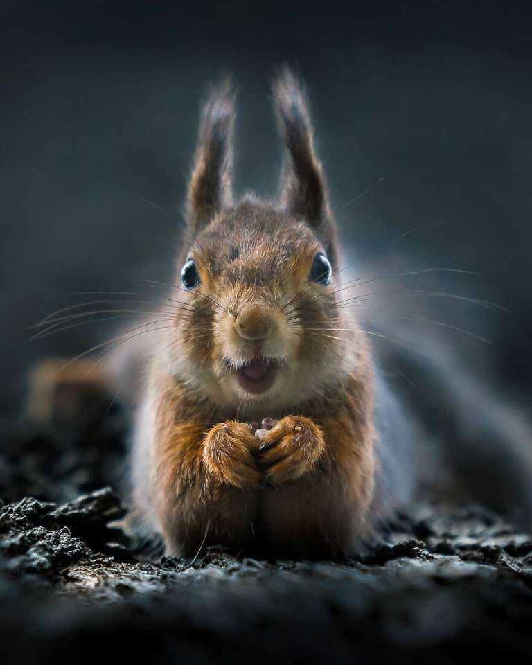 squirrel.jpg