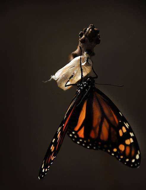 butterfly-1518060_640.jpeg