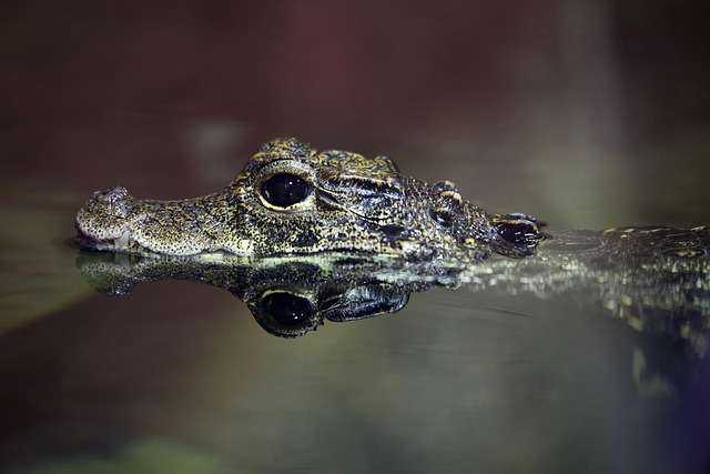 crocodile-8003179_640.jpeg