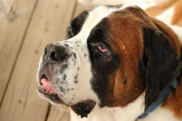 dog-g7e27dbdf3_640.jpg