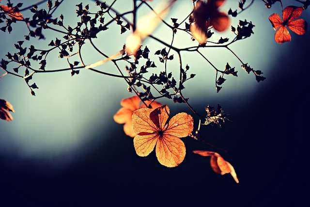 flowers-3876195_640.jpeg