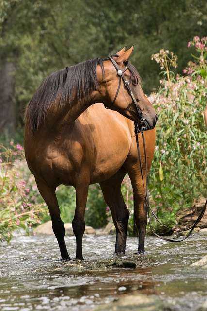 horse-3601043_640.jpg