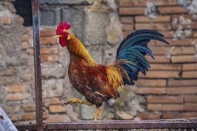 rooster-g1321db1e8_640.jpg