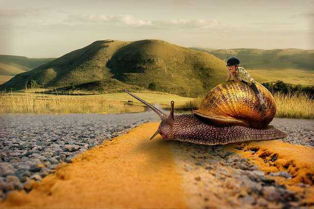 snail-g80df45b5f_640.jpg