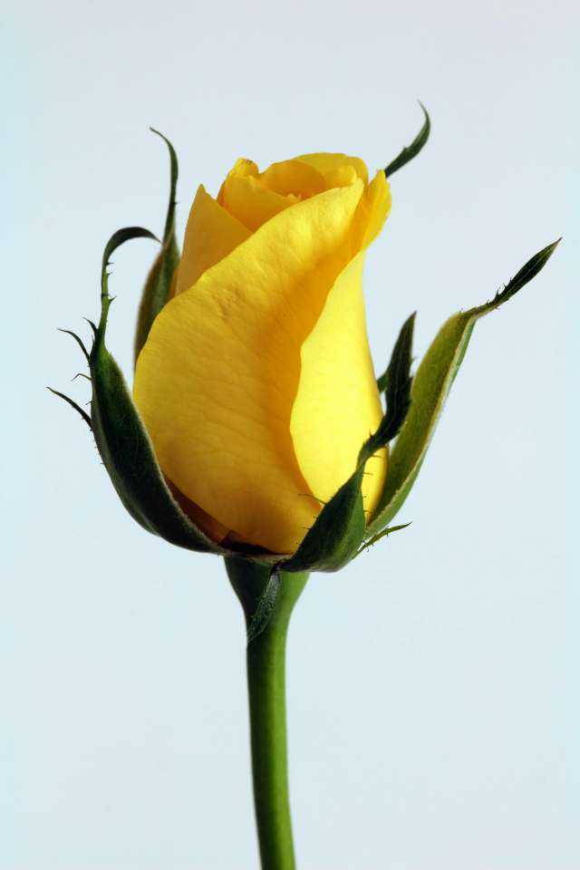 rosebud.jpg
