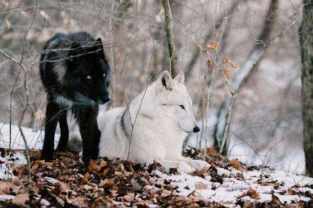 two_wolves.jpg