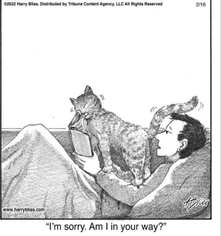 Amuse_cat_cartoon.jpg