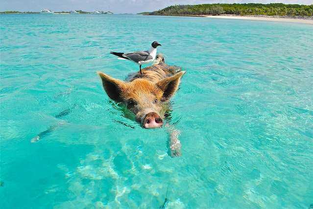 pig_with_seagull.jpg